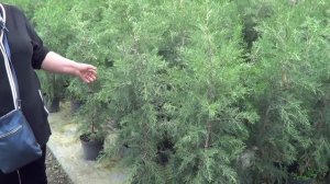 Хочу посадить высокие можжевельники. Путеводитель по сортам можжевельников