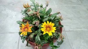 #Gazania o #Rayito_de_sol🌞Características y cuidados