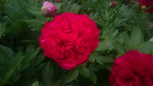 Paeonia Edgar Jessep смотреть онлайн