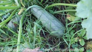 Как выращивать кабачки - выращивание кабачков