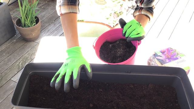 Como plantar Azafrán en maceta смотреть онлайн