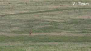 Уиппет ЛАКШЕРИ ВИПП ЛАЗЕР (юниор).  ЧРКФ Суханово - 2018.