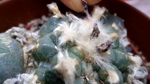 How to Harvest Cactus seed - Lophophora - The Peyote Cactus