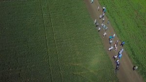Селекционеры в Грачёвском районе выбирают лучшие сорта пшеницы