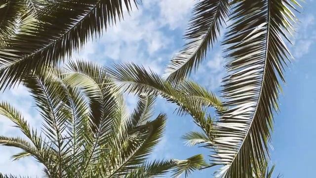 Обои Victoria Stenova Коллекция BARBADOS смотреть онлайн