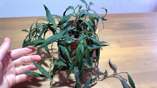 Чем не угадила H.Mirabilis clon A? В с списке исключения из коллекции более 20 хой. смотреть онлайн