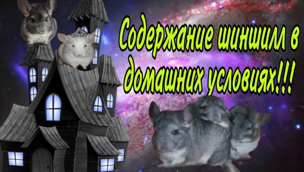 Содержание шиншилл.Что нужно знать.