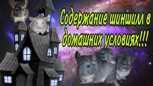 Содержание шиншилл.Что нужно знать.
