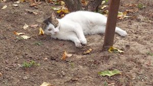 КОТЫ КРЫСОЛОВЫ! # КОШАЧЬЕ УТРО ИЛИ КАК МЫ ЛОВИЛИ КРЫС!