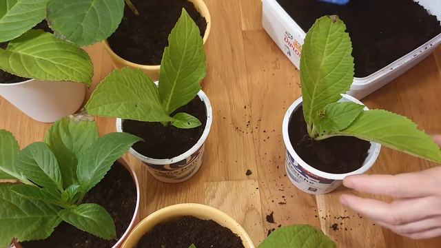 Розмноження ГОРТЕНЗІЇ черенками 🌿🌸💐 Частина 3 : ПЕРЕСАДКА 🌿🌸💐 смотреть онлайн