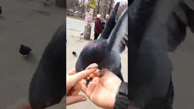 Голубь наглый сел на руку и требует семок  Dove brazen sat on the arm and requires semok