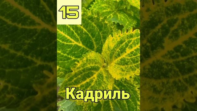 КОЛЕУС. ЛЕТНЯЯ АКЦИЯ КОЛЕУСОВ!