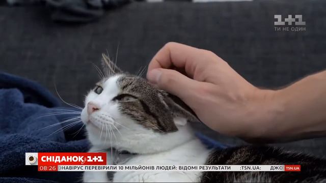 Любят ли коты обниматься? Зоопсихолог Сергей Клочко в сюжете Сніданок з 1+1. 04.06.2020.