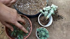 Euphorbia Sp Nova Somalia Hordio/Mammillaria/Indian Corn Cob Cactus/ Re-potting/ Episode 2