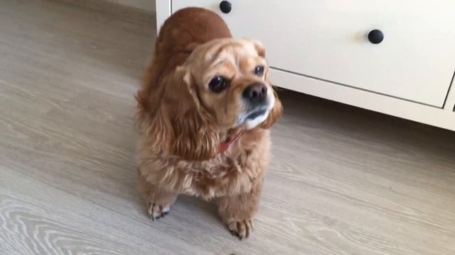 Сосиски для Ляли.#кокерляля #dog #животные смотреть онлайн