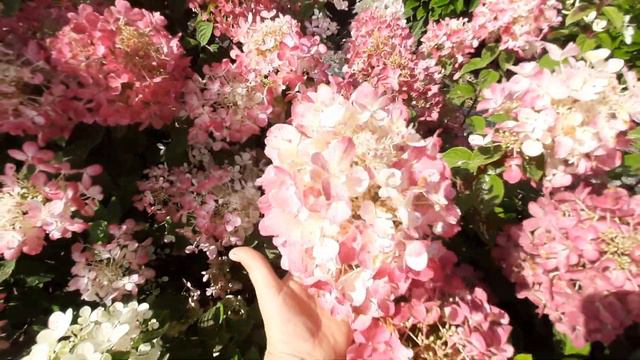 Гортензия метельчатая Диаманд руж смотреть онлайн