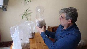 Освоение субстрата мицелием еринги в течении 10 дней.