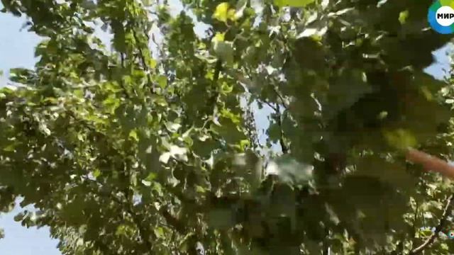 ТАДЖИКИСТАН! Город Истаравшан, Ура-Тюбе. Худжанд, Кайракум. ЧАСТЬ 2 смотреть онлайн