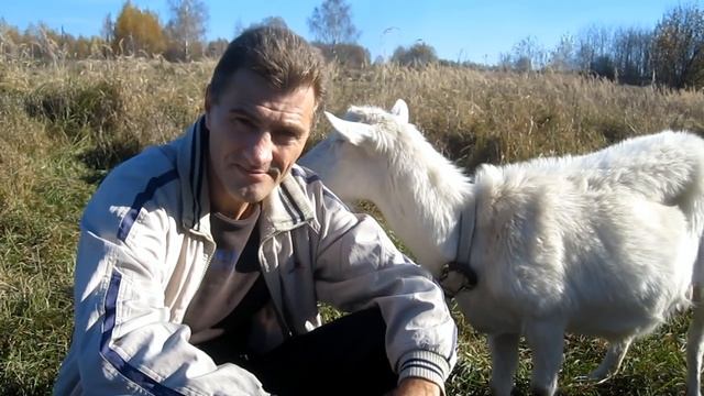 Всё о козах. Хочу завести козу. Для начинающих козаводов. Содержание разведения коз. #Всё_о_козах