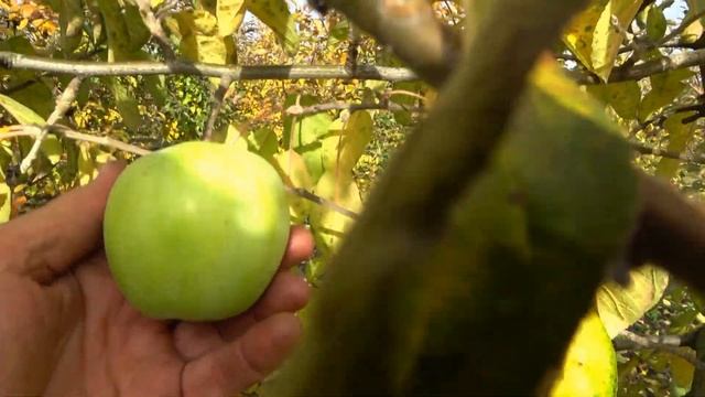 Яблоня РЕНЕТ АНДРЕЕВСКИЙ/ Улучшенный РЕНЕТ СИМИРЕНКО смотреть онлайн