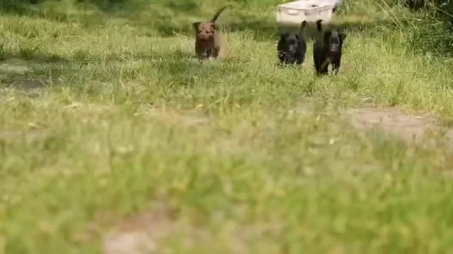 Щенки в добрые руки ,очаровательные девочки. смотреть онлайн