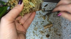 45 ОРХИДЕЙ С МУСОРКИ. Реанимация мини орхидей. Посадка орхидеи на блок.