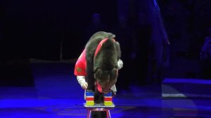 Аттракцион Медвежий цирк п/р Татьяны Филатовой