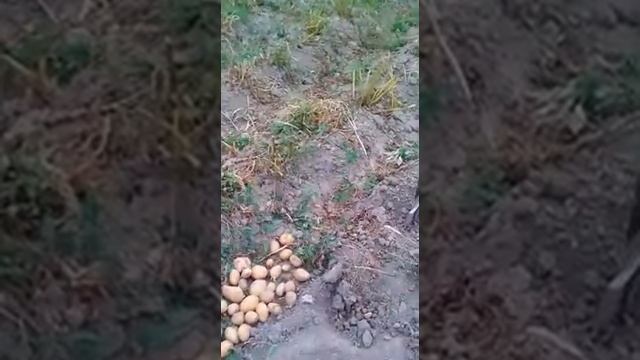 КАРТОФЕЛЬ. МЕТОД С ОКУЧИВАНИЕМ И ПРОПОЛКОЙ! СОБИРАЕМ УРОЖАЙ