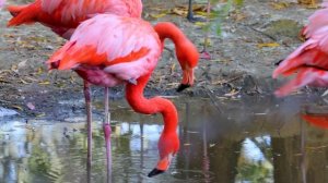 Adored observing the Flamingos!  Lovely Pinkie Flare. Фламинго. Обожали наблюдать за фламинго.