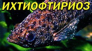 ИХТИОФТИРИОЗ НАПАЛ НА РЫБОК! Лечение в общем аквариуме! (1 день)