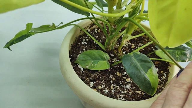 ОБЗОР КОЛЛЕКЦИИ ФИЛОДЕНДРОНОВ ☘️🌿🍀ч 2 #комнатныерастения #филодендрон #обзоррастений #цветы