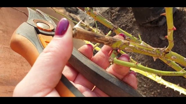 Весенняя обработка роз/Обзор КРЫМСКИХ роз смотреть онлайн