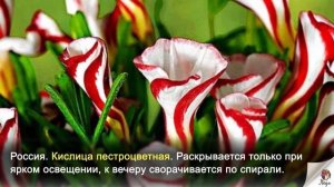 Самые необычные цветы мира. | Это интересно