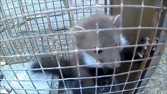 НА ЧЕРДАКЕ ЗАВЁЛСЯ ХОРЁК смотреть онлайн