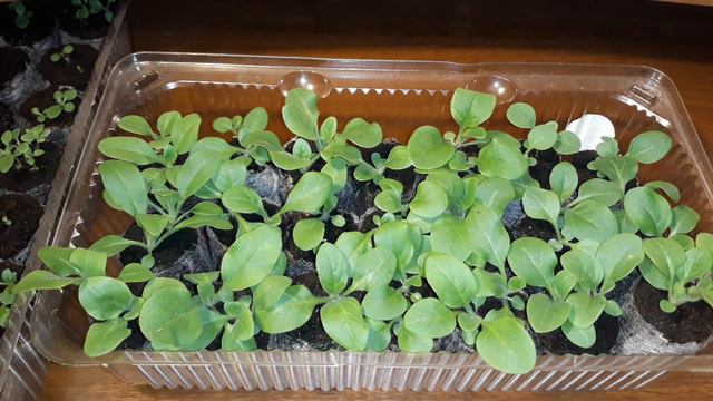 ПЕТУНИЯ , ЗАЧЕМ ТАК БЫСТРО РАСТЁШЬ ?)👩🔧🌺 смотреть онлайн