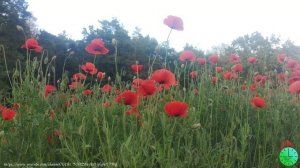 Пение птиц создает гармонию души, психики и тела/Звуки природы/Birdsong/Sounds of nature/Relax