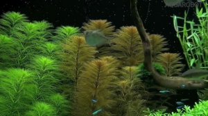 Перистолистник Рорайма | (Myriophyllum sp.Roraima).