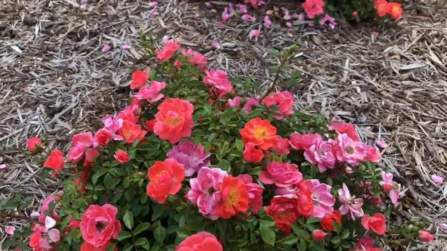 OSO EASY® Mango Salsa Rose | www.gardencrossings.com смотреть онлайн