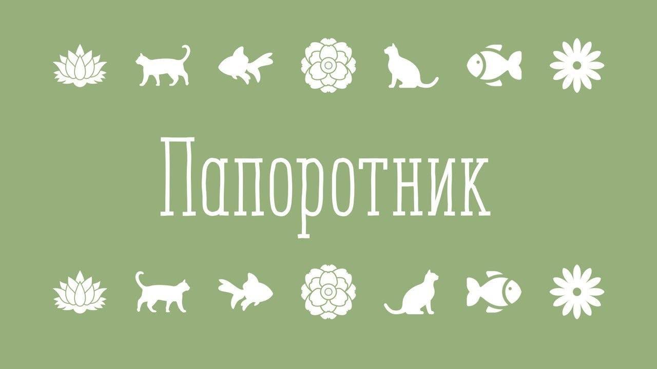 Комнатные цветы/Содержание папоротников в квартире/Обзор коллекции/Январь 2020/2 часть