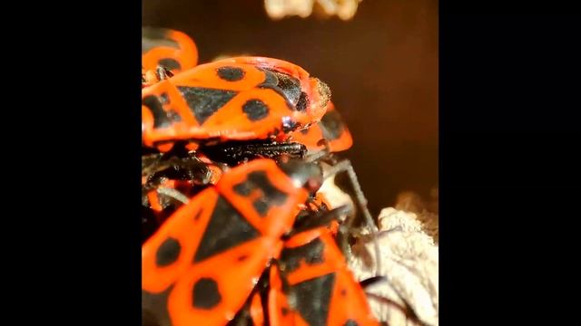 Нашествие красных клопов солдатиков смотреть онлайн