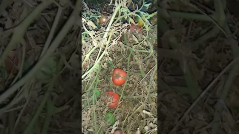 2 октября.Помидоры ещё не убрали