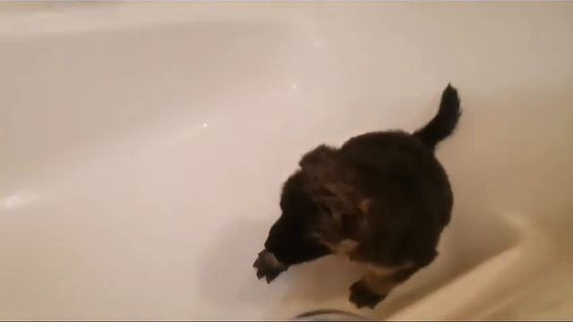 ?Бездомные крохи первый раз купаются в ванной.Их спасли с улицы,ищем малышам дом. 8-985-459-40-80 смотреть онлайн