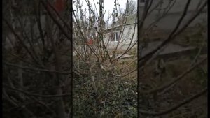 Персик и инжир-советы от Евгения. Ставропольский край.