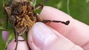 Как собрать семена цветов космеи осенью ,чтобы посадить их весной.
