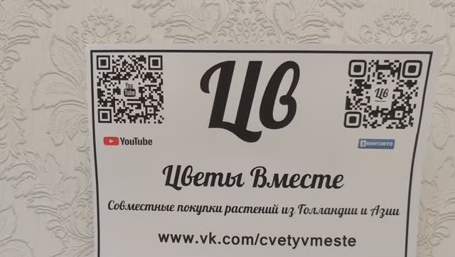 Цветы Вместе Обзор растений поступивших из Азии 30.05.21 Филодендрон, Алоказия, Аглаонема, Aglaonema