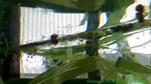 Месячные мальки Гуппи окрашиваются