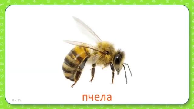 Развивающие карточки Домана для детей Насекомые смотреть онлайн