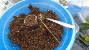 Как вырастить лавровый лист.