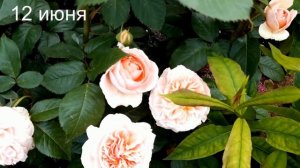 Роза Чиппендейл