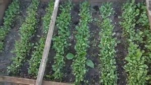 Зачем сажать огурцы после капусты? Короба для рассады!